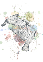 wedding doves drawing